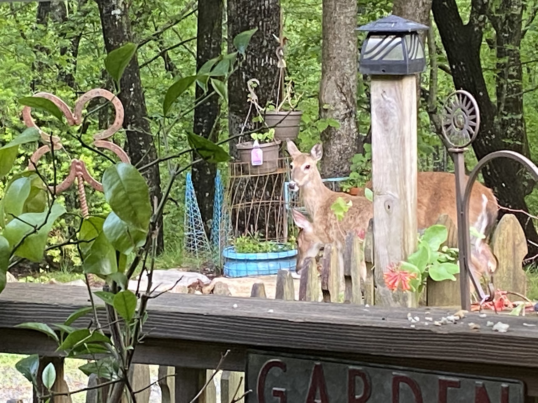 Deer in the garden woods